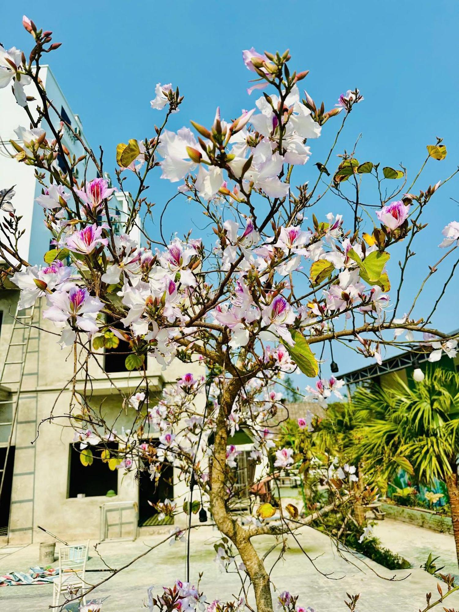Minh Chau Beach Resort Quảng Ninh Exterior foto